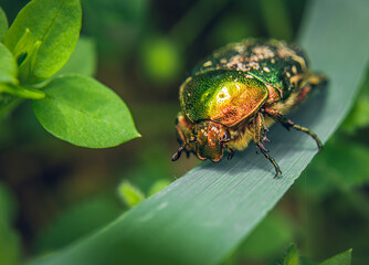 green bug on a leaf