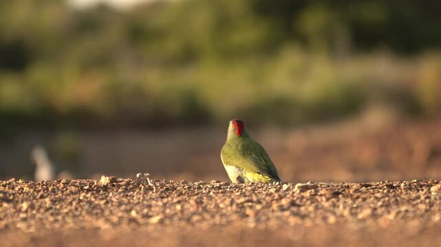 Picus sharpei, Iberian green woodpecker, medium-sized woodpecker endemic to the Iberian peninsula, Spain in Europe. Bird in the green grass, evening orange sunset. Green bird with red cap.