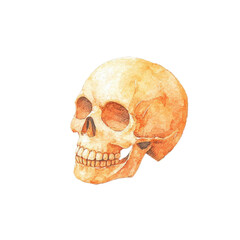 Watercolor Skull Art for Medical and Educational Use