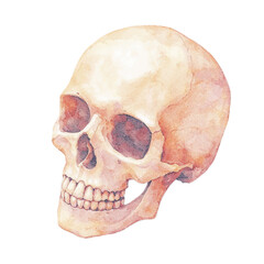 Obraz premium Watercolor Skull Illustration for Medical Use