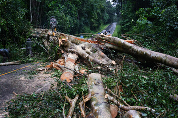 Heavy rain and strong winds caused large trees to fall and block traffic.