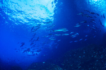 マグロ穴のイソマグロ　小笠原　東京都