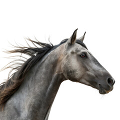 Portrait of a horse head Isolated Trasnparent Background, Png Isolated, Trasnparent Background
