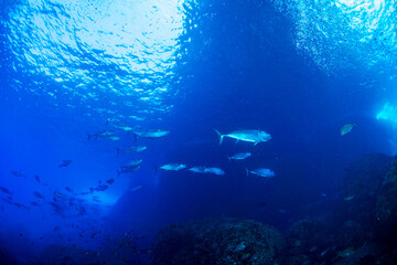 マグロ穴のイソマグロ　小笠原　東京都