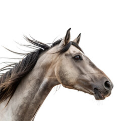 Fototapeta premium Portrait of a horse head Isolated Trasnparent Background, Png Isolated, Trasnparent Background