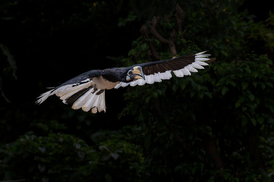 Rangkong Bird one of the Indonesian Papuan birds