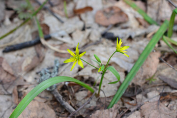 Yellow flower with a shape of Star in Spring close up