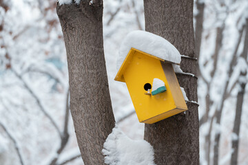  Yellow Wooden Nest of Sparrows on a Tree in Winter
