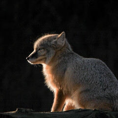 fox enjoys the evening sun