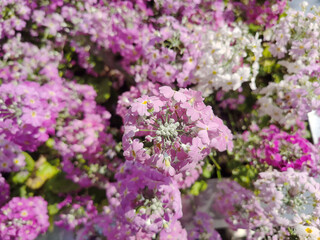 Purple colour of Fairy Primrose or Primula Malacoides flower blooming in the flower beds plant for the winter and early spring season.