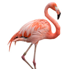 Fototapeta premium Portrait of a pink flamingo standing Isolated Trasnparent Background, Png Isolated, Trasnparent Background