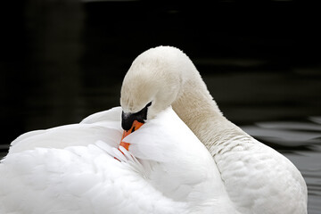 Swan preens his feathers