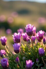 Obraz premium Soft purple flowers blooming on heather moorland, heathland, nature, wildflowers