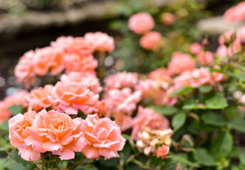 Summer floral background. Beautiful pink Rose blooming in summer garden. Roses flowers growing outdoors, blossoming. Background. Nature, Gardening concept. Beautiful Countryside landscape.