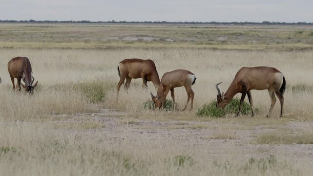A herd of African antilopes (The hartebeest, Alcelaphus buselaphus) is grasing in the steps of the Etosha National-Park in Namibia