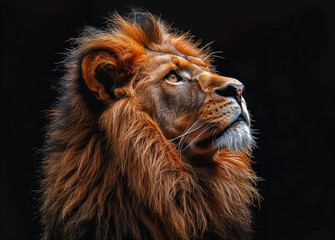 A majestic lion silhouette against the BLACK backdrop, LION KING, POWERFUL AND SAVIOR.
