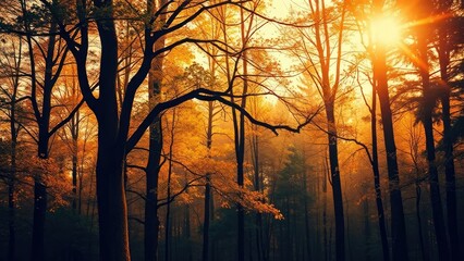 Obraz premium A peaceful scene of a forest with soft sunlight filtering through the trees, orange background, tree, light