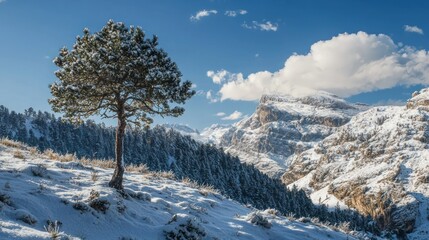 A lone pine tree on a snowy hillside
