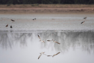 Couple of spotted redshank (Tringa erythropus) in non-breeding plumage flying over a lagoon at Isonzo river mouth nature reserve, isola della Cona, Friuli Venezia Giulia, Italy.	