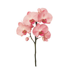 Obraz premium Hyper-Realistic Soft Pink Orchid – Isolated on White Background