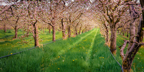 Panoramic spring view of apple trees garden in outskirts of Bitola town. Astonishing morning scene of North Macedonia, Europe. Beauty of nature concept background.