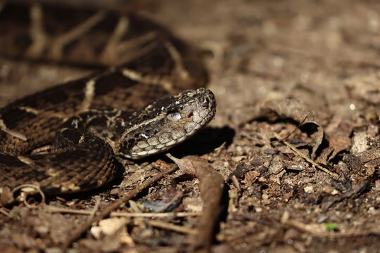 bothrops jararacussu closeup