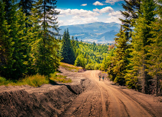 Two tourists with backpacks on the road between giant fir trees. Picturesque summer view of Carpathian mountains with dirty road, Ukraine, Europe. Active tourism concept background.