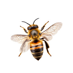 Close-up of detailed bee with translucent wings and striped body isolated on transparent background, png