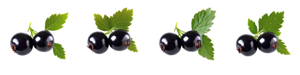 Set of black berry isolated on transparent png
