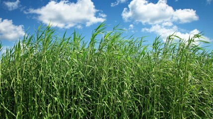 Obraz premium A field of tall grass swaying in the wind