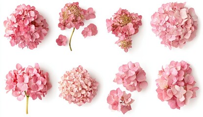 Pink Flower Collection Layout