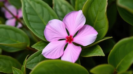 A pink flower nestled among lush green leaves, delicate, floral arrangement, blossoms