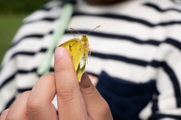 虫取り少年とモンキチョウ
