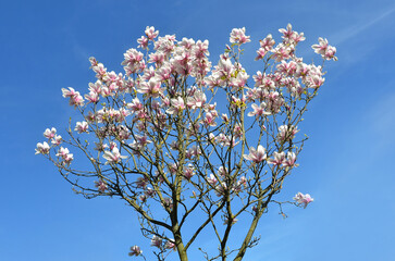  Magnolia soulangeana Alexandrina spring blooming tree against blue sky background. Landscaping,growing magnolia tree concept.Free copy space.