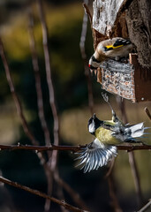  Una cinciallegra (Parus major) si aggrappa alla mangiatoia con le ali spiegate, mentre un...