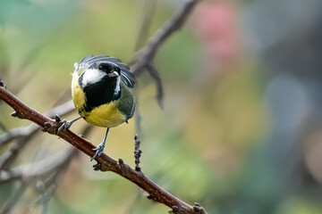  Una cinciallegra (Parus major) si prepara a spiccare il volo dal ramo su cui era appollaiata.
