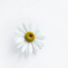 Fototapeta premium A single white Marguerite with bud on a white background with subtle texture, daisy, simple, flower