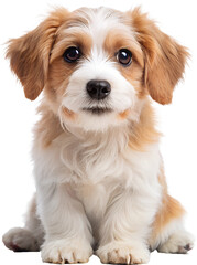 golden retriever puppy