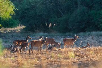 Red deer, Male roaring in La Pampa, Argentina, Parque Luro, Nature Reserve
