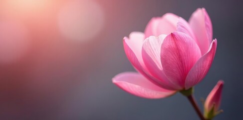 Fototapeta premium Soft pink petals unfolding on a delicate stem, color, buds