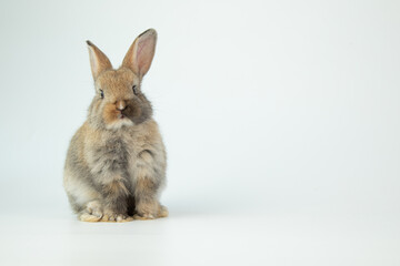 A healthy lovely baby brown bunny easter rabbit stand up on two legs on white background. Cute fluffy rabbit on white background Lovely mammal with beautiful bright eyes in nature life.Animal concept.