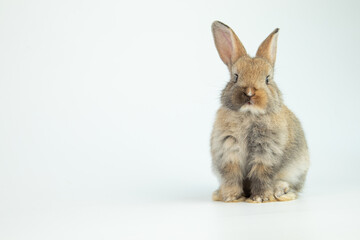 A healthy lovely baby brown bunny easter rabbit stand up on two legs on white background. Cute fluffy rabbit on white background Lovely mammal with beautiful bright eyes in nature life.Animal concept.