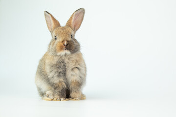 A healthy lovely baby brown bunny easter rabbit stand up on two legs on white background. Cute fluffy rabbit on white background Lovely mammal with beautiful bright eyes in nature life.Animal concept.