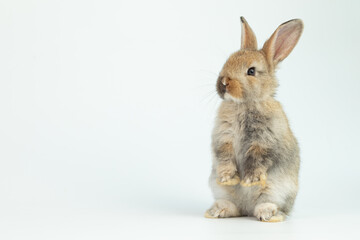 Obraz premium A healthy lovely baby brown bunny easter rabbit stand up on two legs on white background. Cute fluffy rabbit on white background Lovely mammal with beautiful bright eyes in nature life.Animal concept.