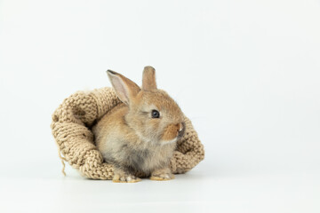 A healthy lovely baby brown bunny easter rabbit stand up on two legs on white background. Cute fluffy rabbit on white background Lovely mammal with beautiful bright eyes in nature life.Animal concept.
