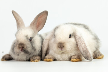 Obraz premium Baby bunny easter fluffy rabbits posing on white nature background on sunny day, Lovely mammal with beautiful bright eyes in nature life. Symbol animal of easter day. Healthy rabbit in many colours.