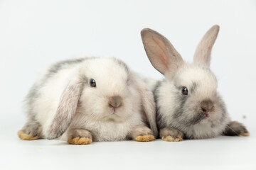 Baby bunny easter fluffy rabbits posing on white nature background on sunny day, Lovely mammal with beautiful bright eyes in nature life. Symbol animal of easter day. Healthy rabbit in many colours.