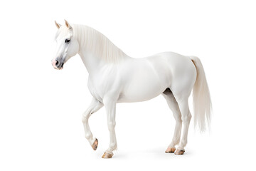 Fototapeta premium White horse galloping isolated on white background