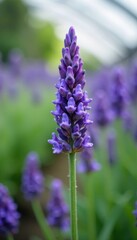 Obraz premium Intricate lavender flower, soft-focus greenhouse setting, image, decoration, photography