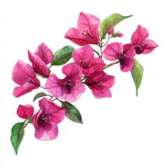 Bright magenta bougainvillea flowers with green leaves create vibrant and lively composition, perfect for adding touch of nature beauty to any design